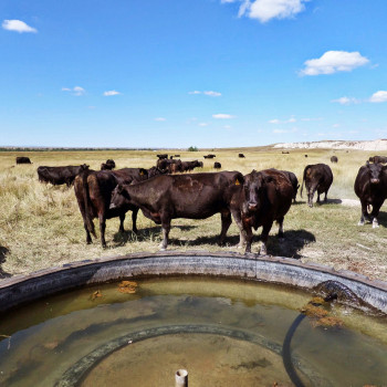 Serving Livestock